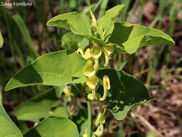 Fotogalerie: Podraec kovitn - Aristolochia clematitis L.