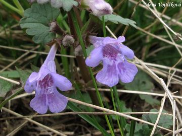 Fotogalerie: Popenec obecn - Glechoma hederacea L.