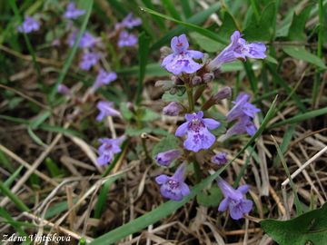 Popenec obecn - Glechoma hederacea L.
