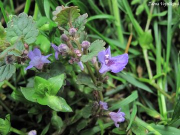 Popenec obecn - Glechoma hederacea L.