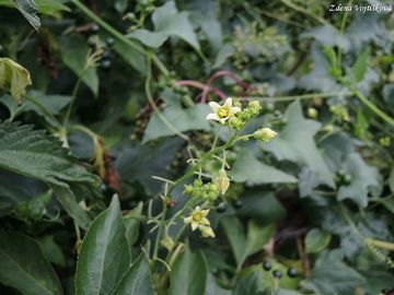 Posed bl - Bryonia alba L.