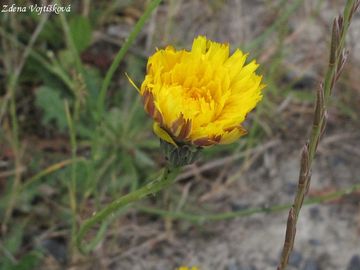 Fotogalerie: Prasetnk koenat - Hypochaeris radicata L.