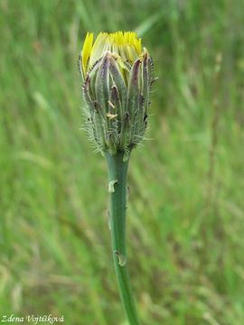 Prasetnk koenat - Hypochaeris radicata L.