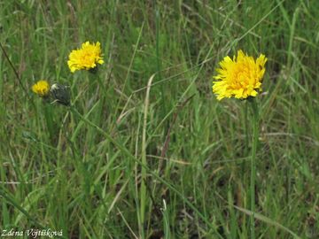 Prasetnk koenat - Hypochaeris radicata L.