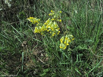 Fotogalerie: Prvosenka jarn - Primula veris L.