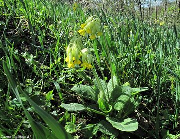 Prvosenka jarn - Primula veris L.