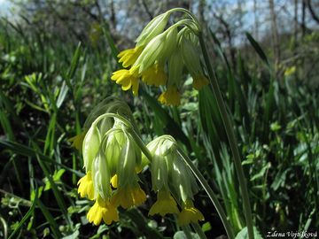 Prvosenka jarn - Primula veris L.
