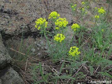 Pryec chvojka - Euphorbia cyparissias L.