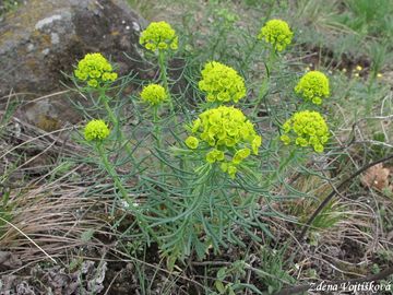 Pryec chvojka - Euphorbia cyparissias L.