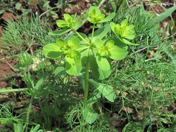 Fotogalerie: Pryec kolovratec - Euphorbia helioscopia L.