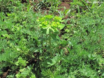 Pryec kolovratec - Euphorbia helioscopia L.