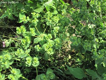 Pryec kolovratec - Euphorbia helioscopia L.