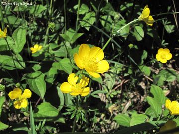 Fotogalerie: Pryskynk hlznat - Ranunculus bulbosus L.