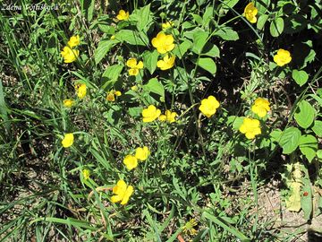 Pryskynk hlznat - Ranunculus bulbosus L.