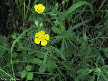 Pryskynk hlznat - Ranunculus bulbosus L.