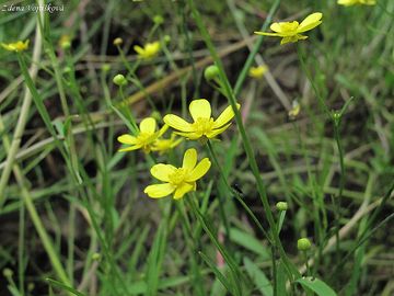 Fotogalerie: Pryskynk plamnek - Ranunculus flammula L.