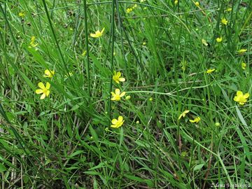 Pryskynk plamnek - Ranunculus flammula L.