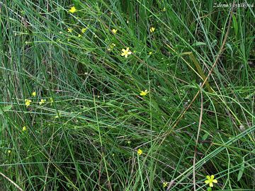 Pryskynk plamnek - Ranunculus flammula L.