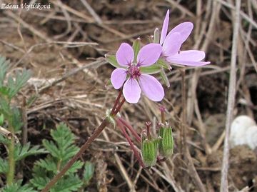 Fotogalerie: Pumpava obecn (rozpukov) - Erodium cicutarium (L.) LHr.