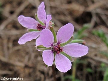 Pumpava obecn (rozpukov) - Erodium cicutarium (L.) LHr.