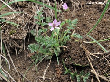 Pumpava obecn (rozpukov) - Erodium cicutarium (L.) LHr.