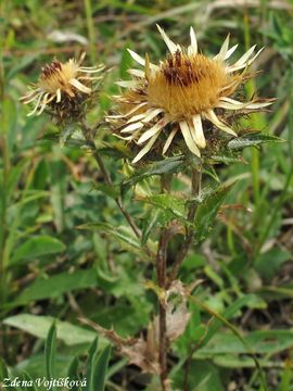 Fotogalerie: Pupava obecn - Carlina vulgaris L.