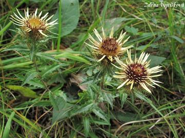 Pupava obecn - Carlina vulgaris L.