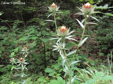 Pupava obecn - Carlina vulgaris L.