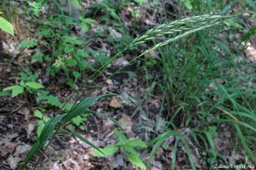 Fotogalerie: Provnk ps - Elymus caninus (L.) L.