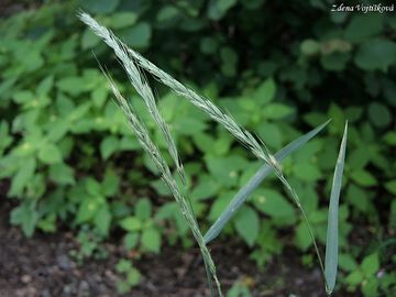 Provnk ps - Elymus caninus (L.) L.