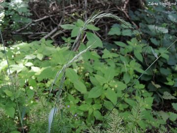 Provnk ps - Elymus caninus (L.) L.