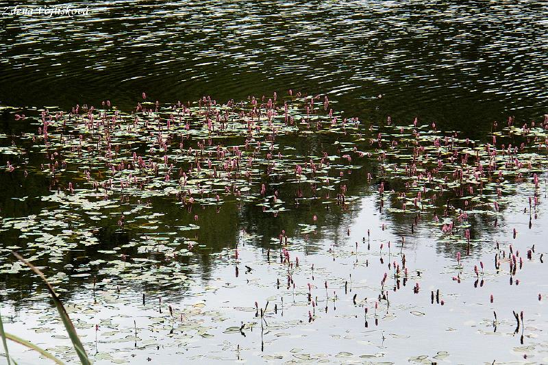 Rdesno obojiveln_09