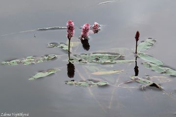 Fotogalerie: Rdesno obojiveln - Persicaria amphibia (L.) Delarbre