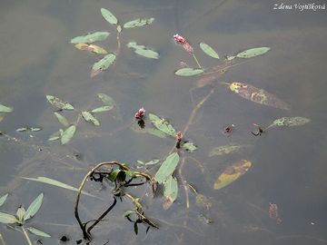 Rdesno obojiveln - Persicaria amphibia (L.) Delarbre