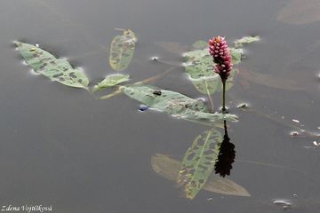 Rdesno obojiveln - Persicaria amphibia (L.) Delarbre