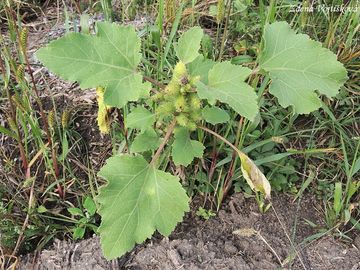 Fotogalerie: epe polabsk - Xanthium albinum (Widder) H.Scholz et Sukopp