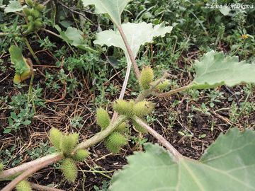 epe polabsk - Xanthium albinum (Widder) H.Scholz et Sukopp