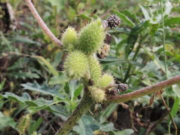 epe polabsk - Xanthium albinum (Widder) H.Scholz et Sukopp