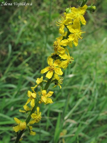 Fotogalerie: epk lkask - Agrimonia eupatoria L.