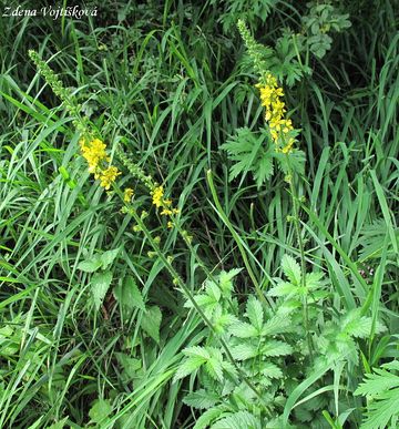 epk lkask - Agrimonia eupatoria L.