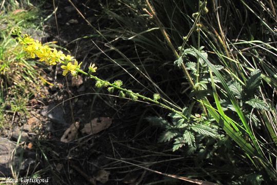 epk lkask - Agrimonia eupatoria L.