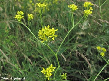 Fotogalerie: epovnk vytrval - Rapistrum perenne (L.) All.