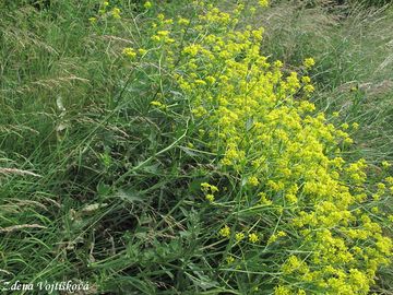 epovnk vytrval - Rapistrum perenne (L.) All.