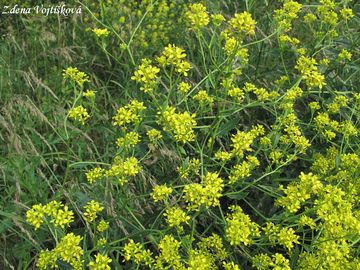 epovnk vytrval - Rapistrum perenne (L.) All.