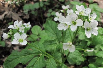 Fotogalerie: einice hok - Cardamine amara L.