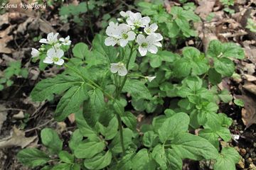 einice hok - Cardamine amara L.