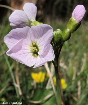 Fotogalerie: einice lun - Cardamine pratensis L.