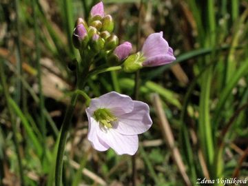 einice lun - Cardamine pratensis L.