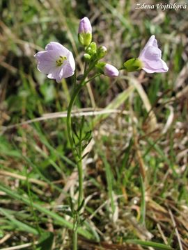 einice lun - Cardamine pratensis L.