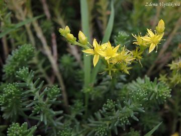 Fotogalerie: Rozchodnk estiad - Sedum sexangulare L.